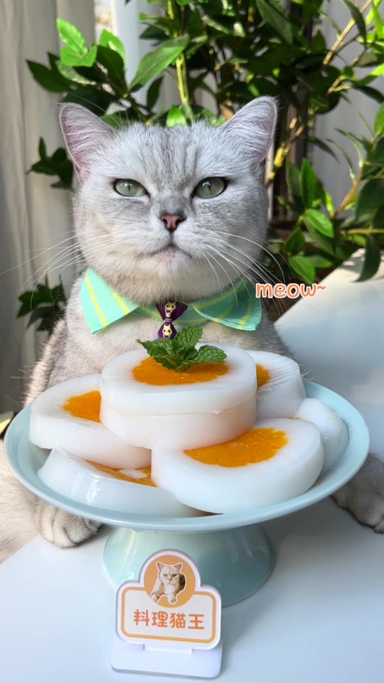 The new way to eat oranges, make oranges into puddings.#cats