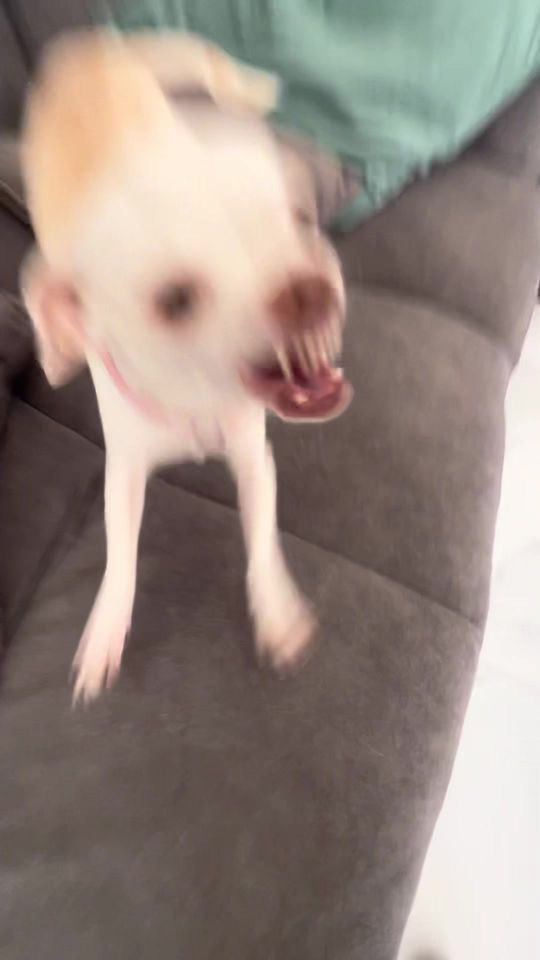 I have a unusual chihuahua😭😭💀(ניקי עשתה הסבה לנינג׳ה) #chihu