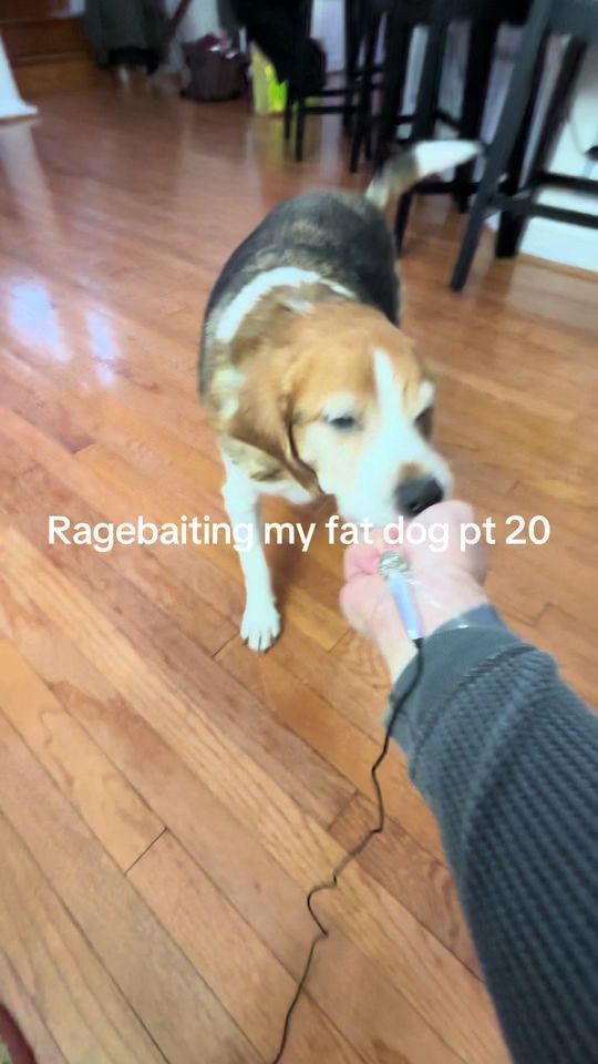 Yall think its loud enough π #dog #funny #viral