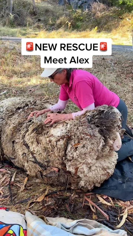 Meet Alex -burdened by 40kg of extra wool and saved by a kin