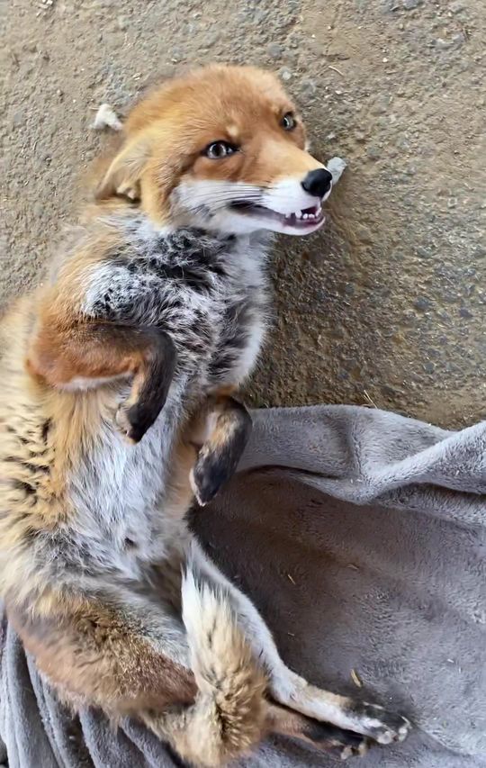 What does she do with the Stone?🤨 #kikithefox #kikifoxfamily