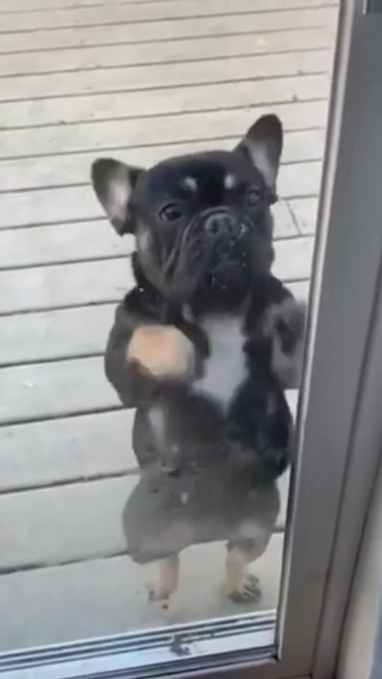 Funny dogs 🐶🐕 #animal #funny #cute #dancing #dog 