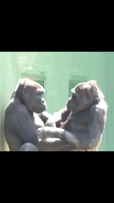Kiss kiss#animalsoftiktok #funny #monkeyvideos — @caralocd7mk