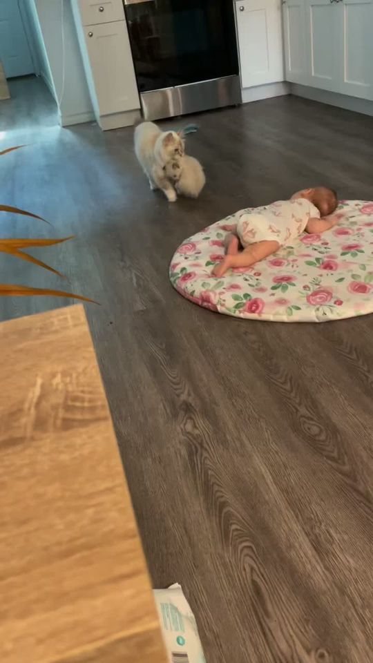 Summer wanted to show off her baby to my baby