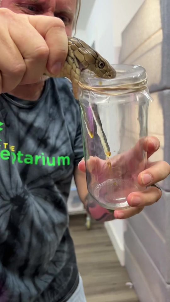 Milking this king cobra for educational purposes π« no snake