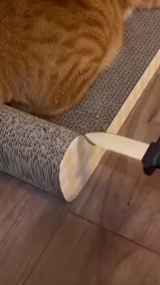 #cat #tiktok — @lovelycute_baby