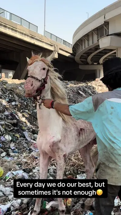 #foryoupage #rescue #fyp #viral #nevergiveup #aninals #eagle #help #ho — @aliassafari1