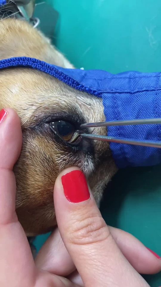Pulling out a Foxtail from a dogs eye #vet #vettech #fyp #f