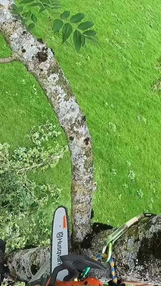 Dismantling an Ash top in Norway with a Husqvarna 540i π³π΄ π³